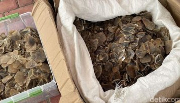Polisi Bongkar Penjualan 320 Kg Sisik Trenggiling Berkamuflase Ikan Asin di Bekasi